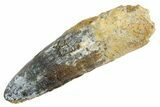 Fossil Spinosaurus Tooth - Feeding Worn Tip #363531-1